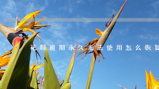 花呗逾期永久无法使用怎么恢复 花呗逾期永久无法使用怎么恢复