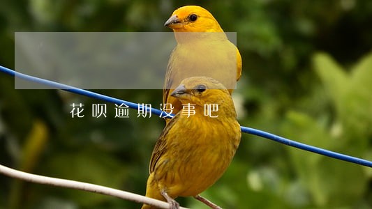 花呗逾期没事吧 花呗逾期没事吧