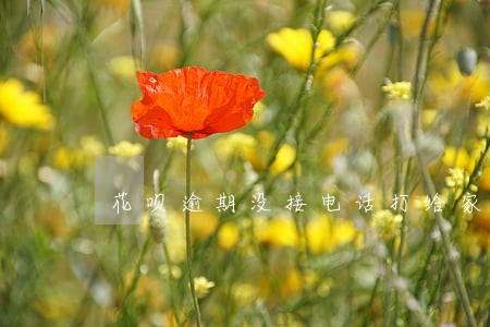 花呗逾期没接电话打给家里人了 花呗逾期没接电话打给家里人了
