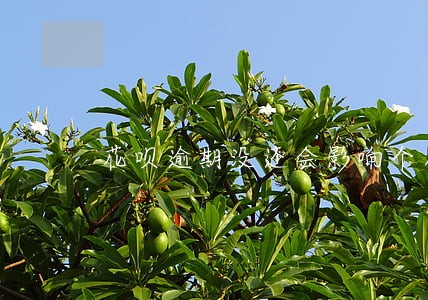 花呗逾期没还会影响个人征信吗 花呗逾期没还会影响个人征信吗