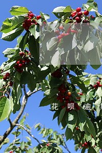 花呗逾期没还后果会怎么样 花呗逾期没还后果会怎么样