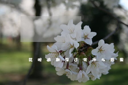 花呗逾期没还完什么后果 花呗逾期没还完什么后果