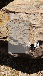 花呗逾期没钱还可以协商吗 花呗逾期没钱还可以协商吗