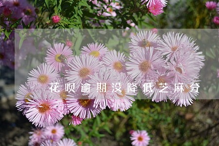 花呗逾期没降低芝麻分 花呗逾期没降低芝麻分