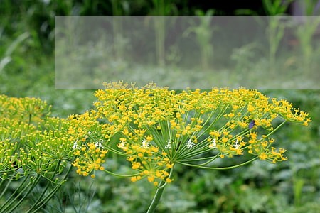 花呗逾期法务通告 花呗逾期法务通告