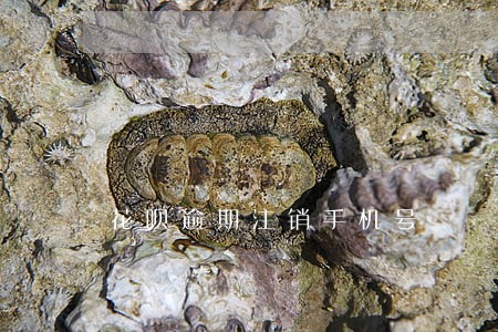 花呗逾期注销手机号 花呗逾期注销手机号