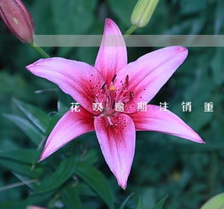 花呗逾期注销重开 花呗逾期注销重开