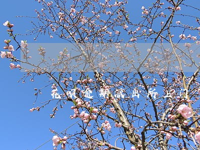 花呗逾期派出所上门 花呗逾期派出所上门