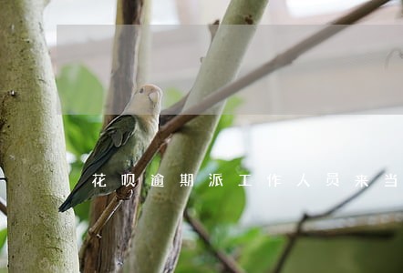 花呗逾期派工作人员来当地调查 花呗逾期派工作人员来当地调查