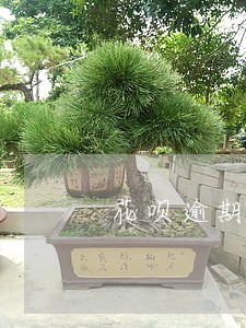 花呗逾期流程怎么走的 花呗逾期流程怎么走的