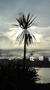 花呗逾期消除卡怎么找 花呗逾期消除卡怎么找