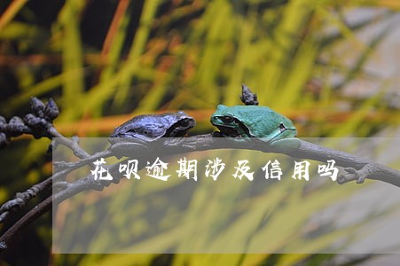 花呗逾期涉及信用吗 花呗逾期涉及信用吗