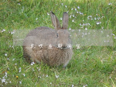花呗逾期淘宝 花呗逾期淘宝