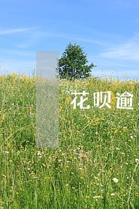 花呗逾期淘宝不能用了吗 花呗逾期淘宝不能用了吗
