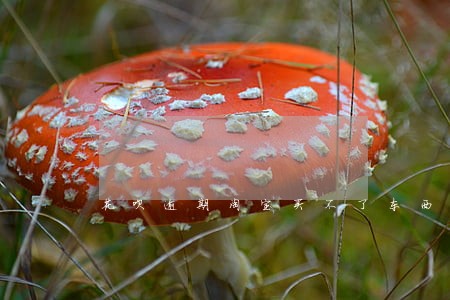 花呗逾期淘宝买不了东西 花呗逾期淘宝买不了东西