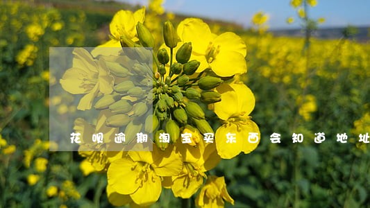 花呗逾期淘宝买东西会知道地址吗 花呗逾期淘宝买东西会知道地址吗