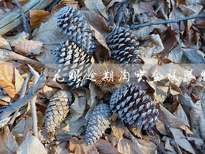 花呗逾期淘宝会被限制购物吗 花呗逾期淘宝会被限制购物吗