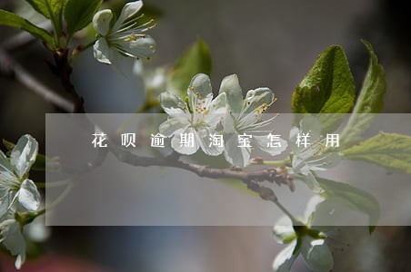 花呗逾期淘宝怎样用 花呗逾期淘宝怎样用