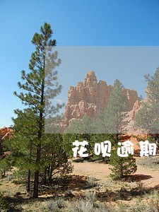 花呗逾期淘宝无法支付 花呗逾期淘宝无法支付