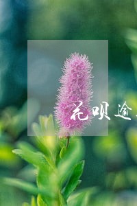 花呗逾期淘宝能买东西