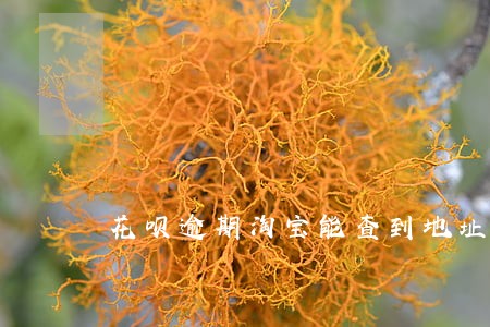 花呗逾期淘宝能查到地址吗 花呗逾期淘宝能查到地址吗
