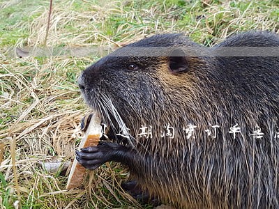 花呗逾期淘宝订单无法付款 花呗逾期淘宝订单无法付款