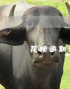 花呗逾期淘宝账户限制 花呗逾期淘宝账户限制