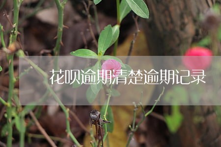 花呗逾期清楚逾期记录 花呗逾期清楚逾期记录