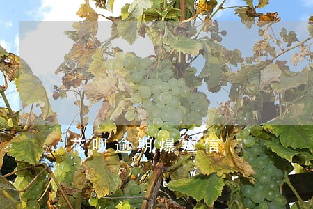 花呗逾期爆短信 花呗逾期爆短信