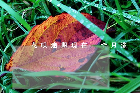 花呗逾期现在一个月涨一分 花呗逾期现在一个月涨一分