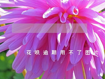 花呗逾期用不了图片 花呗逾期用不了图片