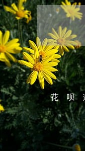 花呗逾期用什么可以借钱 花呗逾期用什么可以借钱
