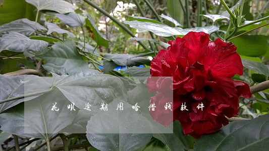 花呗逾期用啥借钱软件 花呗逾期用啥借钱软件