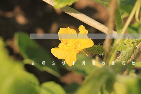 花呗逾期申诉没收到短信 花呗逾期申诉没收到短信