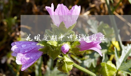 花呗逾期申诉短信验证 花呗逾期申诉短信验证