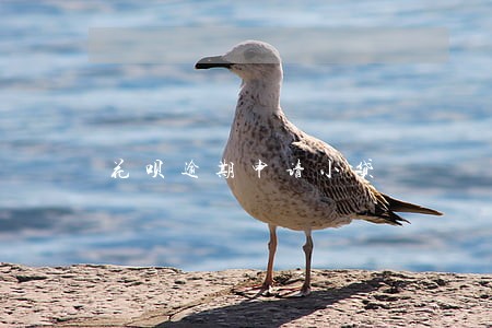 花呗逾期申请小贷 花呗逾期申请小贷