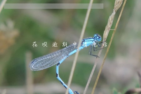 花呗逾期申请电话 花呗逾期申请电话