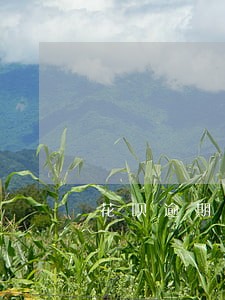 花呗逾期电话打不进来怎么办 花呗逾期电话打不进来怎么办