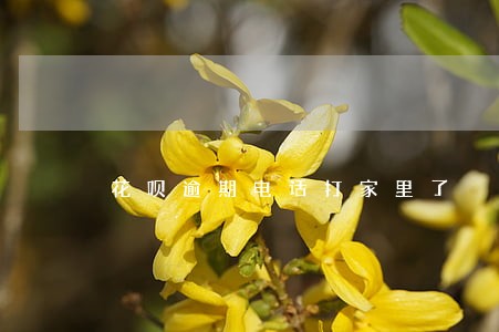 花呗逾期电话打家里了 花呗逾期电话打家里了