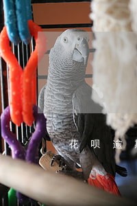 花呗逾期电话打来是哪个 花呗逾期电话打来是哪个