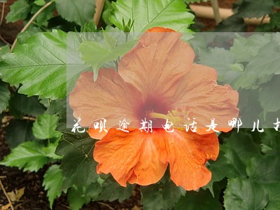 花呗逾期电话是哪儿打的