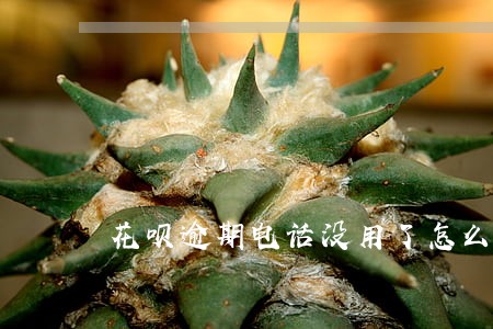 花呗逾期电话没用了怎么还钱 花呗逾期电话没用了怎么还钱