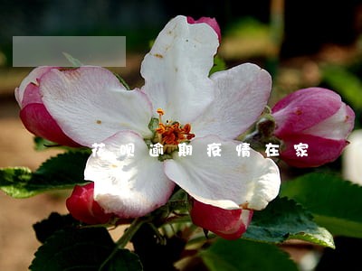 花呗逾期疫情在家 花呗逾期疫情在家