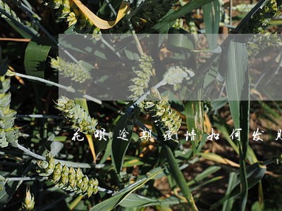花呗逾期疫情如何发朋友圈 花呗逾期疫情如何发朋友圈