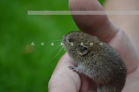 花呗逾期百度贴吧 花呗逾期百度贴吧