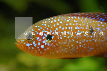 花呗逾期的利息是多少钱