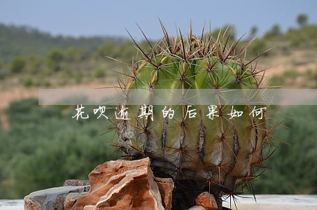 花呗逾期的后果如何 花呗逾期的后果如何