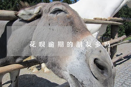 花呗逾期的朋友多吗 花呗逾期的朋友多吗