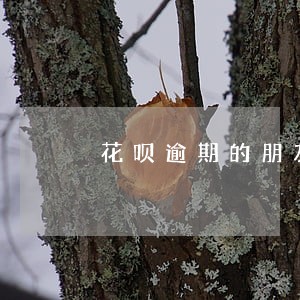 花呗逾期的朋友怎么交流