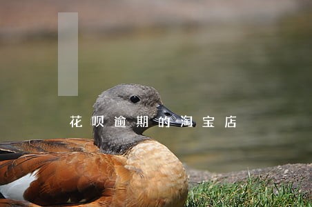 花呗逾期的淘宝店